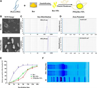 Berberine-Loaded Biomimetic Nanoparticles Attenuate Inflammation of Experimental Allergic Asthma via Enhancing IL-12 Expression